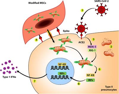 Targeted Mitochondrial Therapy With Over-Expressed MAVS Protein From Mesenchymal Stem Cells: A New Therapeutic Approach for COVID-19